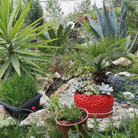 Dream (adults Only) Năvodari