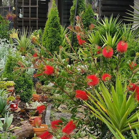 Dream (adults Only) 3* Năvodari