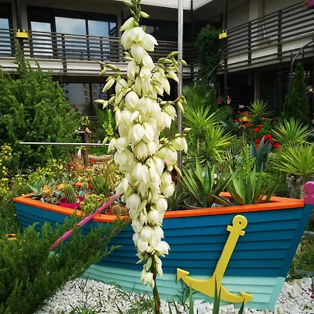 Dream (adults Only) 3*