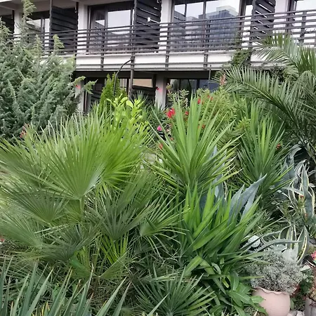 Hotel Dream (adults Only) Năvodari